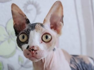 chat sphynx